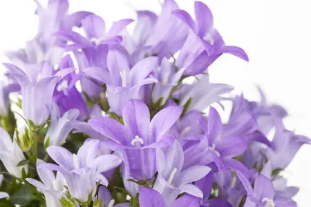 Campanula port. 'Get Mee' ? - P9 - image 2