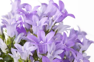 Campanula port. 'Get Mee' ? - P9 - image 2