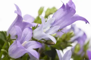 Campanula port. 'Get Mee' ? - P9 - image 3