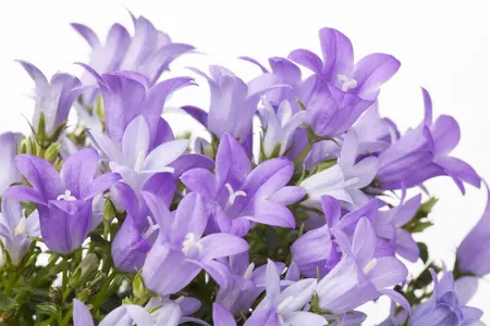 Campanula port. 'Get Mee' ? - P9 - image 4