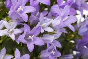 Campanula port. 'Get Mee' ? - P9 - image 5