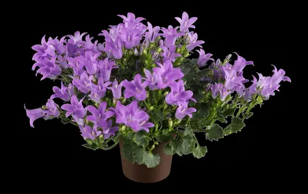 Campanula port. 'Get Mee' ? - P9 - image 1
