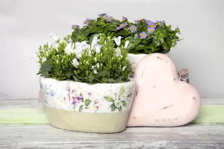 Campanula port. 'Zenn White' - P11 - image 4