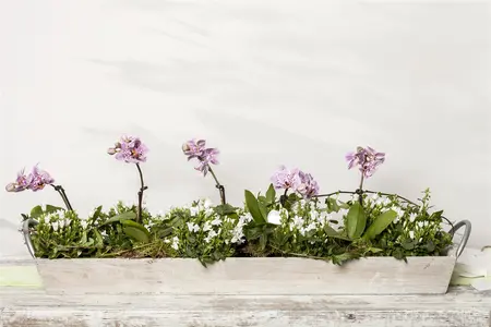 Campanula port. 'Zenn White' - 2 Ltr pot - image 3