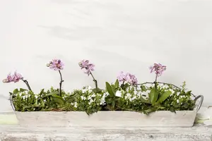 Campanula port. 'Zenn White' - 2 Ltr pot - image 3