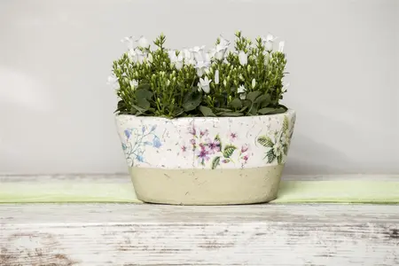 Campanula port. 'Zenn White' - 2 Ltr pot - image 5