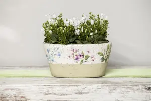 Campanula port. 'Zenn White' - 2 Ltr pot - image 5