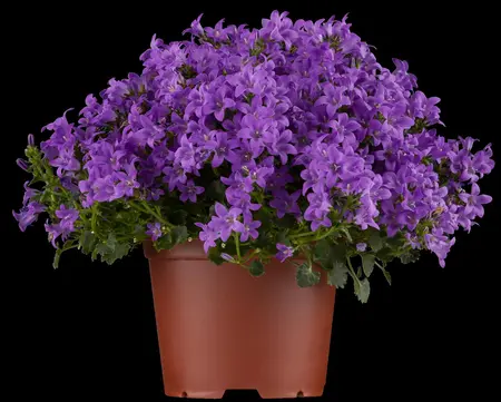 Campanula port. 'Zenn White' - 2 Ltr pot - image 2