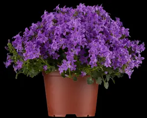 Campanula port. 'Zenn White' - 2 Ltr pot - image 2