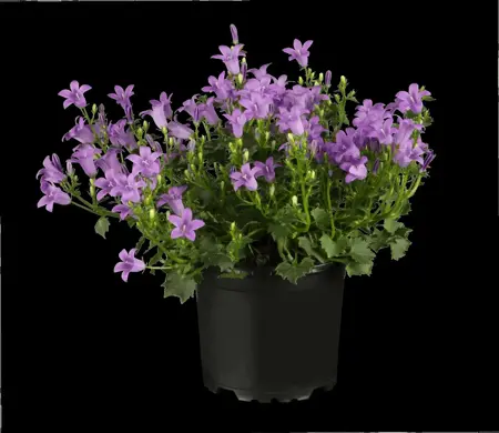 Campanula port. 'Zenn White' - P11 - image 1