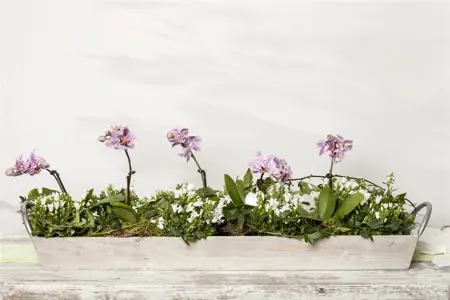 Campanula portenschlagiana - P9 - image 3