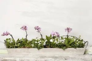Campanula portenschlagiana - P9 - image 3