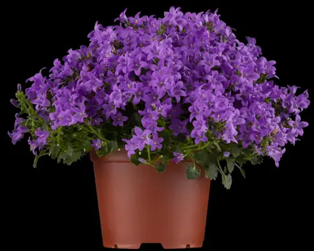 Campanula portenschlagiana - P9 - image 2