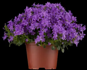 Campanula portenschlagiana - P9 - image 2