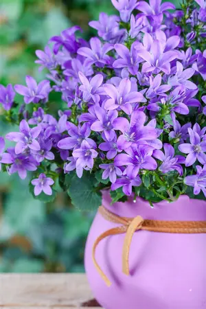 Campanula posch. 'Blauranke' - 2 Ltr pot