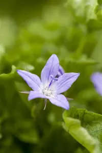 Campanula posch. 'Stella'