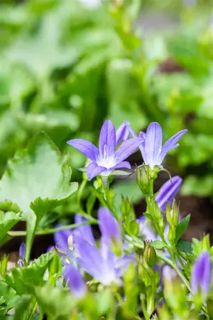 Campanula posch. 'Stella' - 2 Ltr pot - image 3