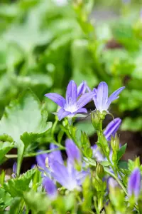 Campanula posch. 'Stella' - P9 - image 3