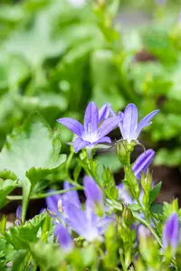 Campanula posch. 'Stella' - 1.5 Ltr pot - image 3