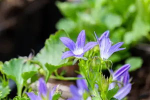 Campanula posch. 'Stella' - 2 Ltr pot - image 2