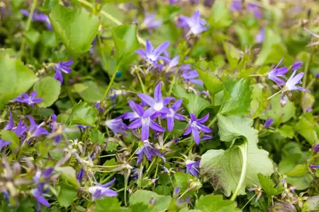 Campanula posch. 'Stella' - 2 Ltr pot - image 4