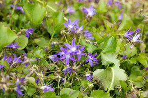 Campanula posch. 'Stella' - 2 Ltr pot - image 4