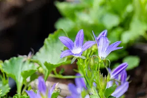 Campanula posch. 'Stella' - 1.5 Ltr pot - image 2