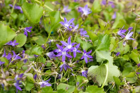 Campanula posch. 'Stella' - 1.5 Ltr pot - image 4