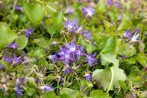 Campanula posch. 'Stella' - 1.5 Ltr pot - image 4