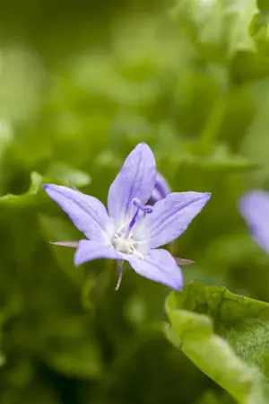 Campanula poscharskyana - P9 - image 4