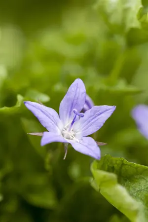 Campanula poscharskyana - 2 Ltr pot - image 4