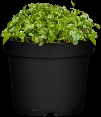 Campanula poscharskyana - P9 - image 2