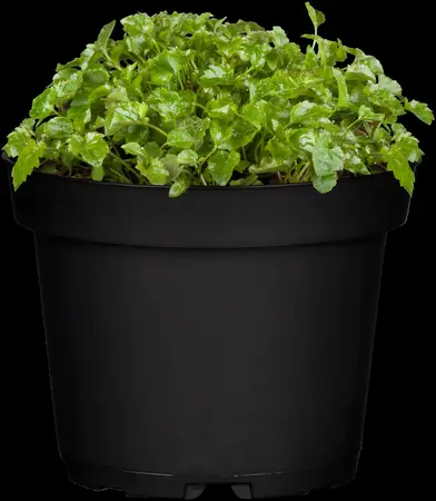 Campanula poscharskyana - 2 Ltr pot - image 2