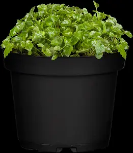 Campanula poscharskyana - 2 Ltr pot - image 2