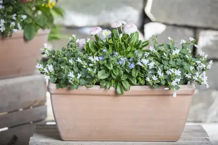 Campanula poscharskyana - P9 - image 1