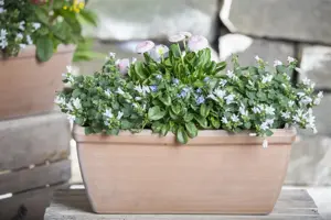Campanula poscharskyana