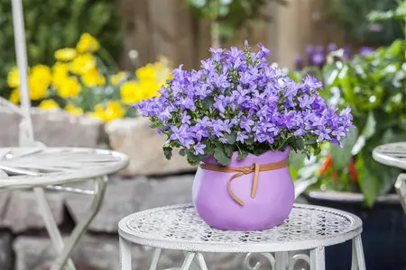 Campanula poscharskyana - P13 - image 5