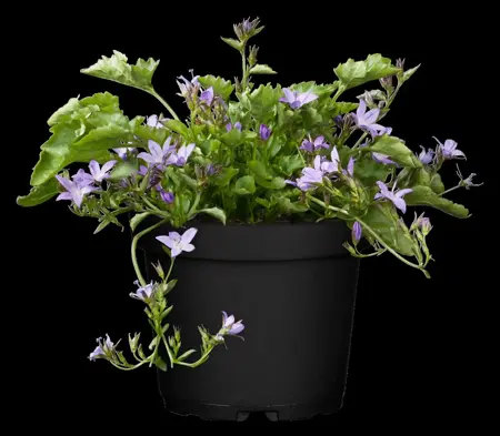 Campanula poscharskyana - P9 - image 3