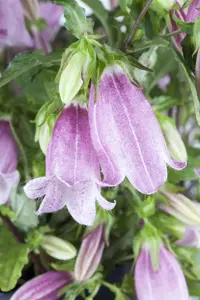 Campanula punctata - P9 - image 5