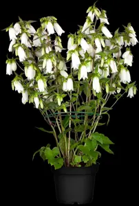Campanula punctata