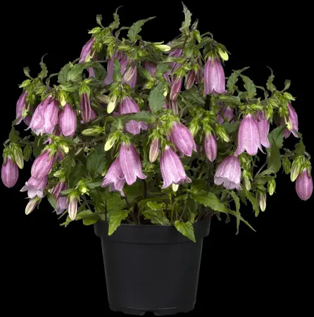 Campanula punctata - P9 - image 4