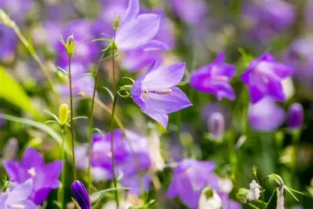 Campanula rotundifolia - P9 - image 1