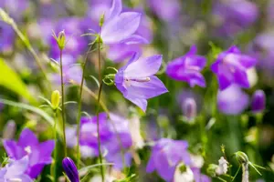 Campanula rotundifolia