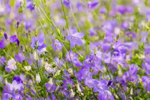 Campanula rotundifolia - P9 - image 2