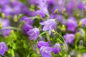 Campanula rotundifolia - P9 - image 4