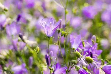 Campanula rotundifolia - P9 - image 3