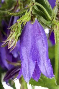 Campanula 'Sarastro'