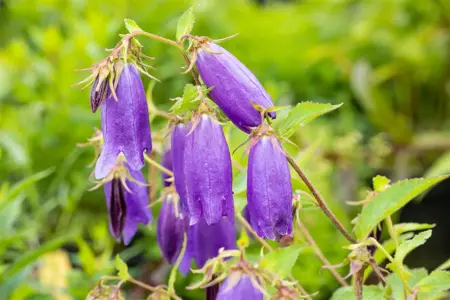 Campanula 'Sarastro' - P9 - image 2