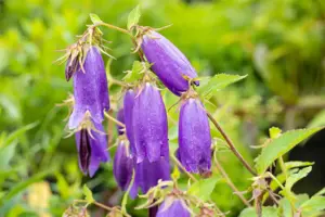 Campanula 'Sarastro' - P9 - image 2