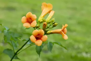 Campsis grandiflora - 100-125 CM C20 3 CANE - image 2